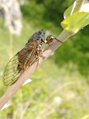 Cicadetta montana