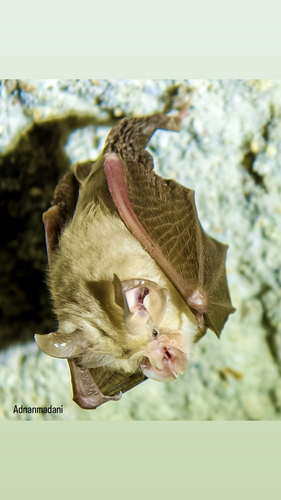 Gulf of Oman Horseshoe Bat (Rhinolophus midas) — Data Deficient Mammalia