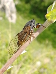Cicadetta montana