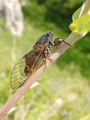 Cicadetta montana