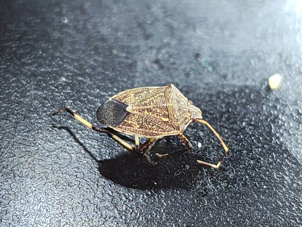 Oncocoris punctatus