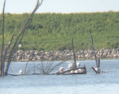 Pelecanus erythrorhynchos