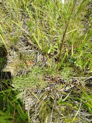 Artemisia tanacetifolia