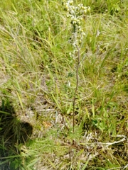 Artemisia tanacetifolia