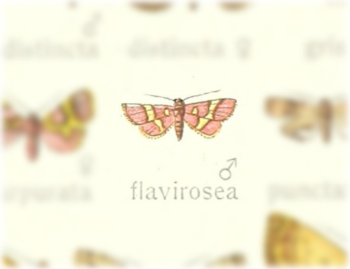 Alypophanes flavirosea