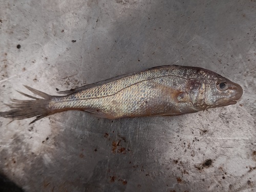 Coitor croaker (Johnius coitor) — Sciaenidae — 4