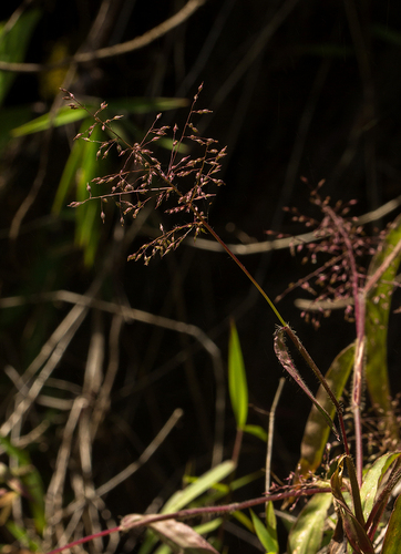 Panicum delicatulum