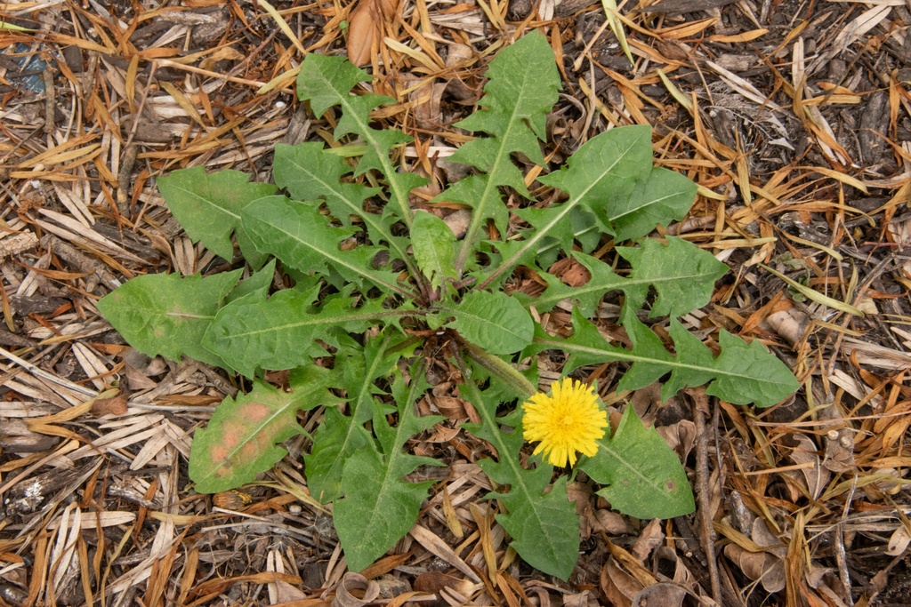 Taraxacum laceratum