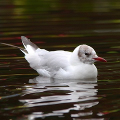 Chroicocephalus ridibundus