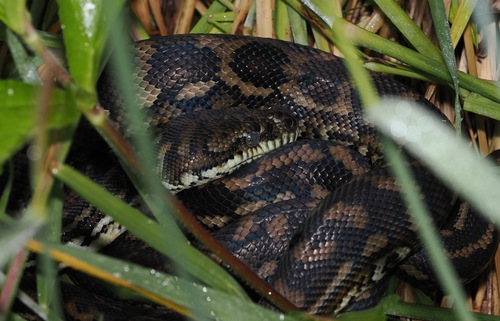 Coastal Carpet Python sighting