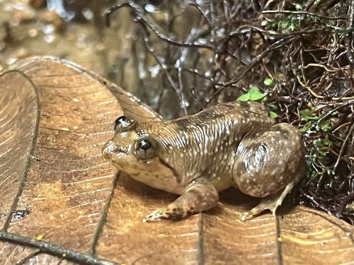 Sri Lanka Wart Frog, Lankanectes corrugatus