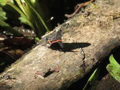 Ancyluris aulestes