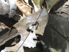 Gigantiops destructor