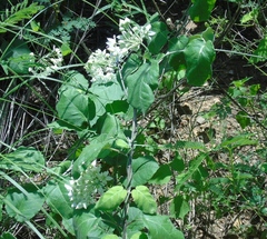 Funastrum pannosum