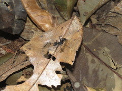 Gigantiops destructor