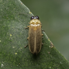 Luciolinae