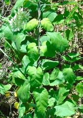 Funastrum pannosum