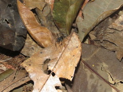 Gigantiops destructor