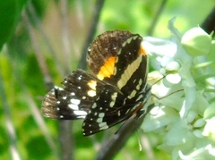 Chlosyne lacinia crocale