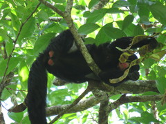 Chiropotes albinasus
