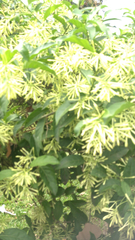 Cestrum nocturnum