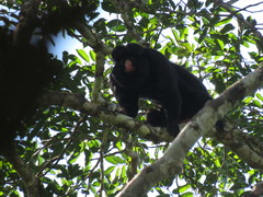 Chiropotes albinasus