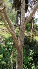 Cassia moschata