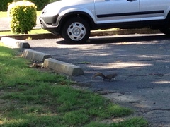 Sciurus carolinensis
