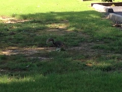 Sciurus carolinensis