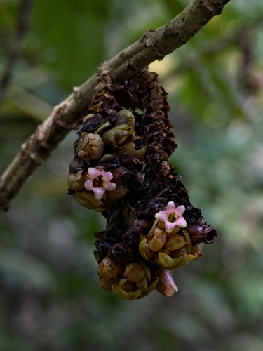 Cyrtandra spicata