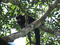 Chiropotes albinasus