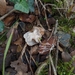 Beyaz Semer Mantarı (Helvella crispa)