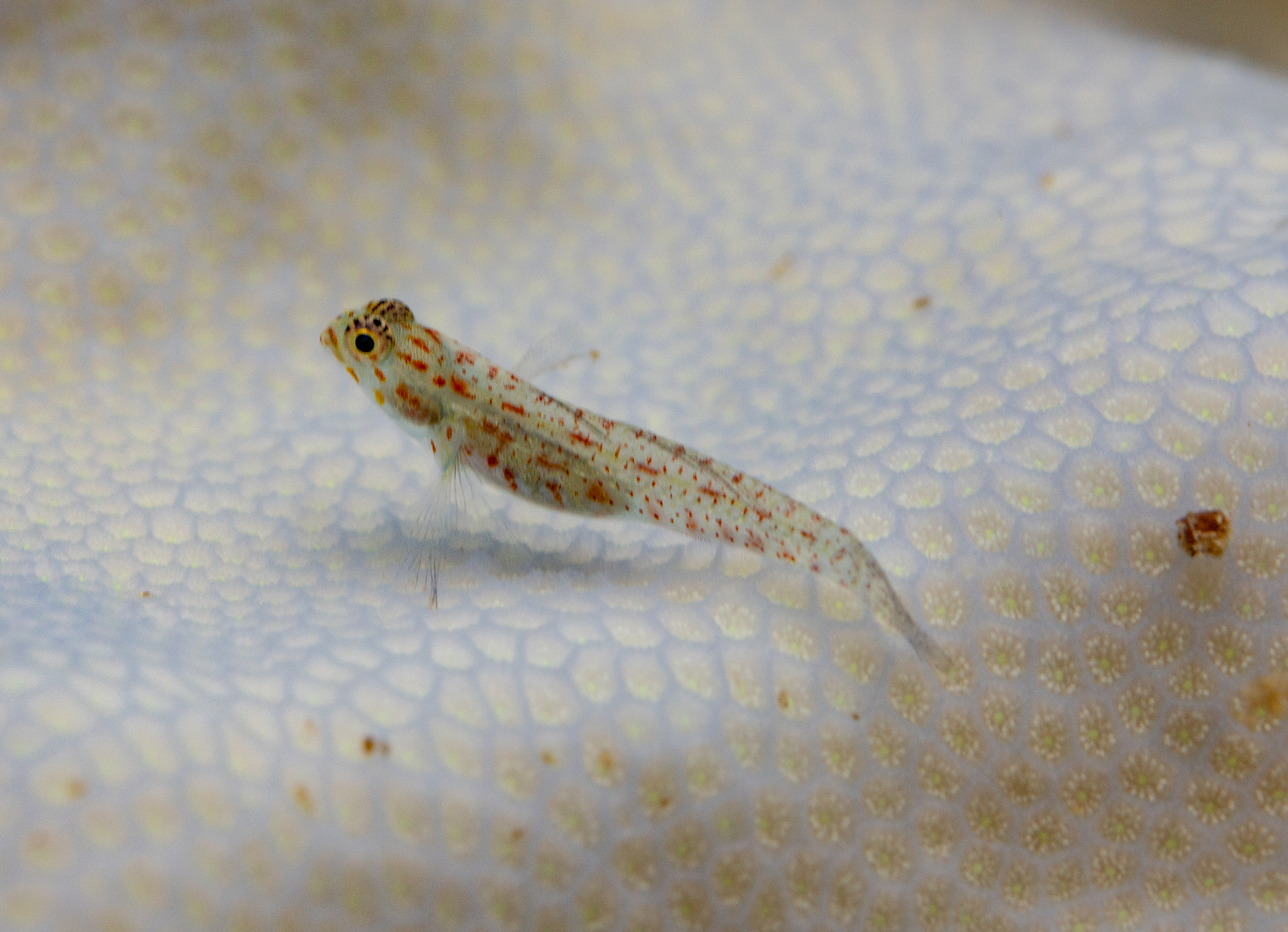 Redspeckled Dwarfgoby photo 5