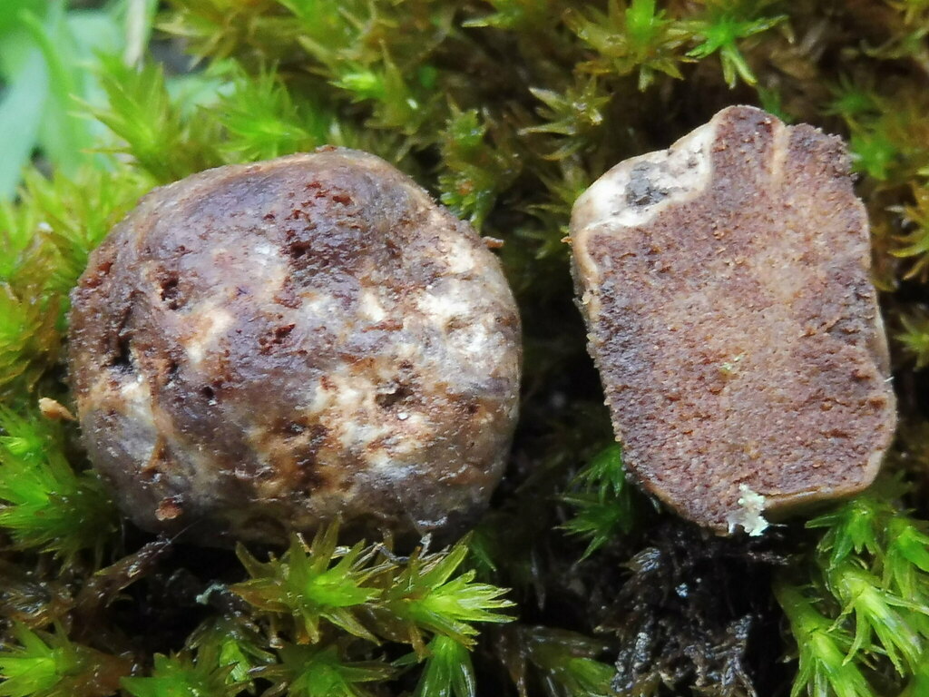 Olive False Truffle