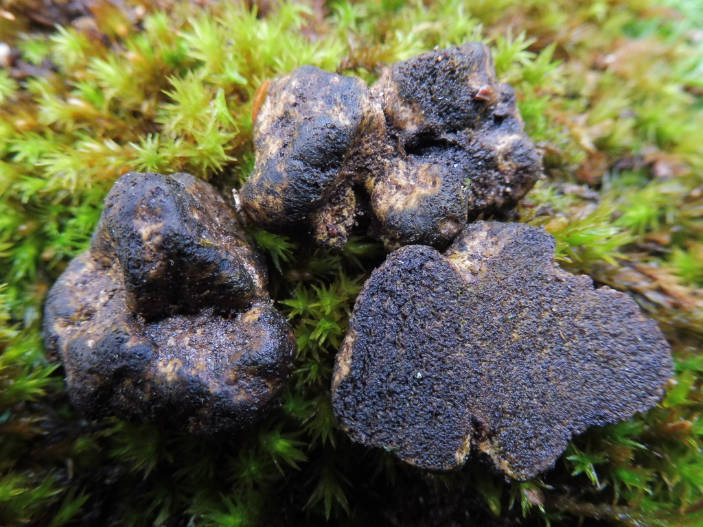 Citrine False Truffle