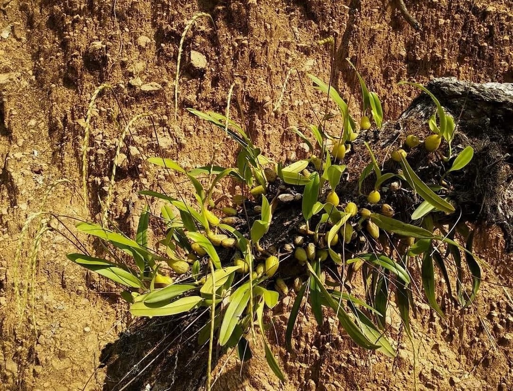 Bulbophyllum