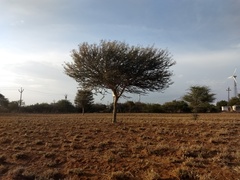 Vachellia leucophloea
