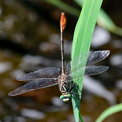 Dromogomphus armatus
