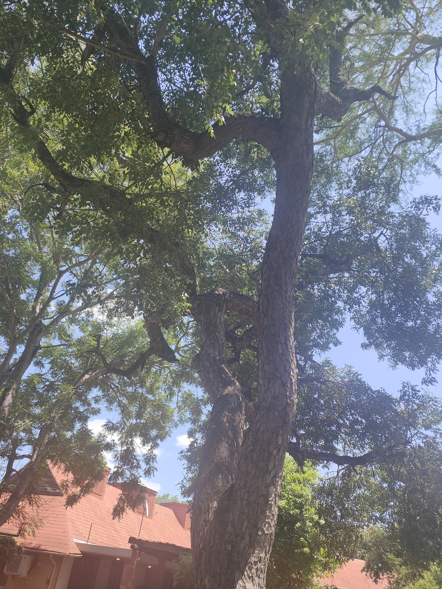 Imagem de Marula