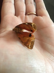 Euplagia quadripunctaria