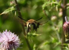 Hemaris diffinis