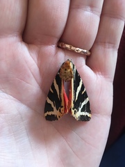 Euplagia quadripunctaria