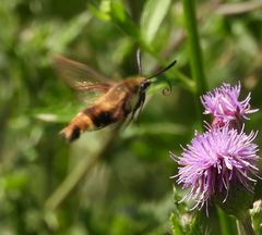 Hemaris diffinis
