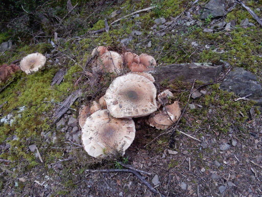 Hebeloma victoriense · February 2025 · photo: © rayjackson (iNaturalist, cc-by)