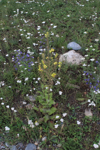 Image of Verbascum pyramidatum by (c) Dmitriy Bochkov, some rights reserved (CC BY)