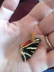 Euplagia quadripunctaria