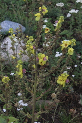 Verbascum pyramidatum