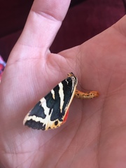 Euplagia quadripunctaria