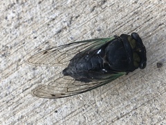 Neotibicen tibicen