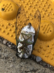 Neotibicen tibicen